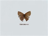 藏品(霓彩燕灰蝶)的圖片